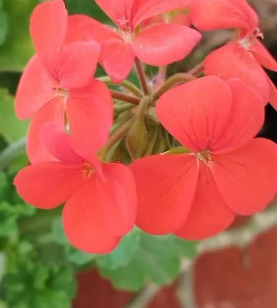 Villa Evergreen Thassos Skala Potamia (Thasos)