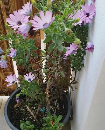 ヴィラ Evergreen Thassos *