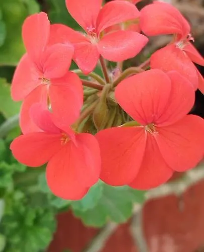 ヴィラ Evergreen Thassos スカラ・ポタミアス