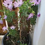 ヴィラ Evergreen Thassos *