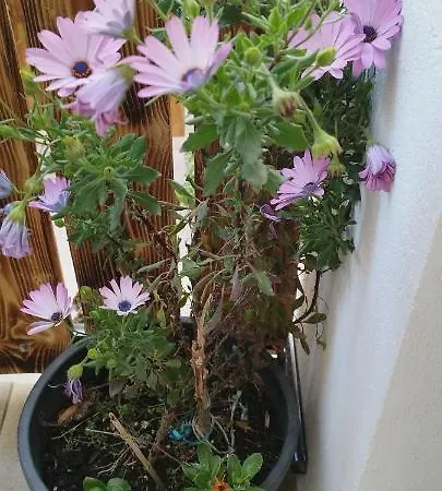 فيلة Evergreen Thassos *